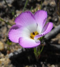 USA SELLER 1000 Mountain Phlox California Phlox Linanthus Grandiflorus Flower Se - £11.65 GBP