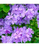 SRN 50 Blue Moon Phlox Seeds Flower Perennial Bee Flowers Garden - $29.89 CAD