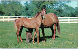 Mare And Foal On Stoner Creek Stud Farm Paris Kentucky Horse Postcard - £4.07 GBP