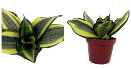 Live Plant - Favorite Gold Snake Plant - Sanseveria - 2&quot; Pot - Houseplant - £29.56 GBP