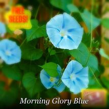 1295 morning glory blue pop thumb200