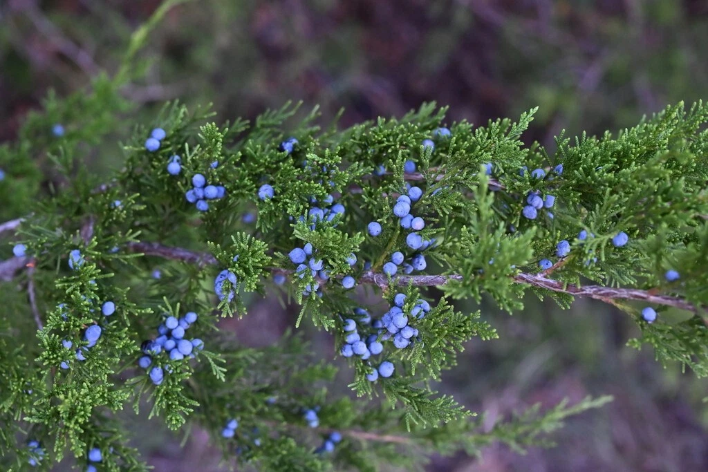 Eastern Red Cedar Seeds (Juniperus virginiana) Berries - - - $25.10