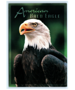 American Bald Eagle Postcard - $7.00