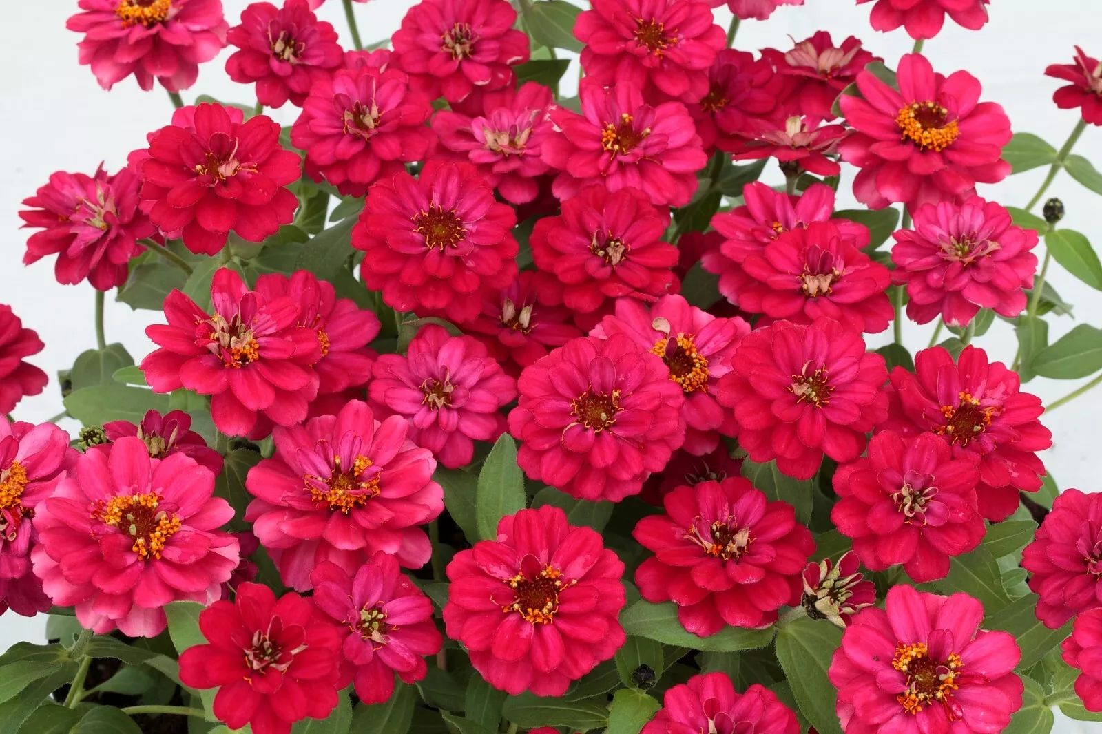 100+ Exotic Profusion Double Hot Cherry Zinnia Seeds for Garden - $6.99