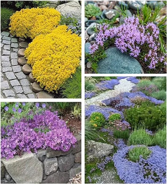 1200 Mixed Seeds Spring Mosquito Repellent Perennial Fresh Garden - $11.99