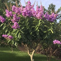 USA SELLER Queen Crepe Myrtle Tree Lagerstroemia Speciosa Seeds Free Shi... - $19.83