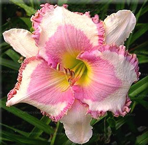 Perennials Ain Lily Flower Seeds White Lace - $9.99