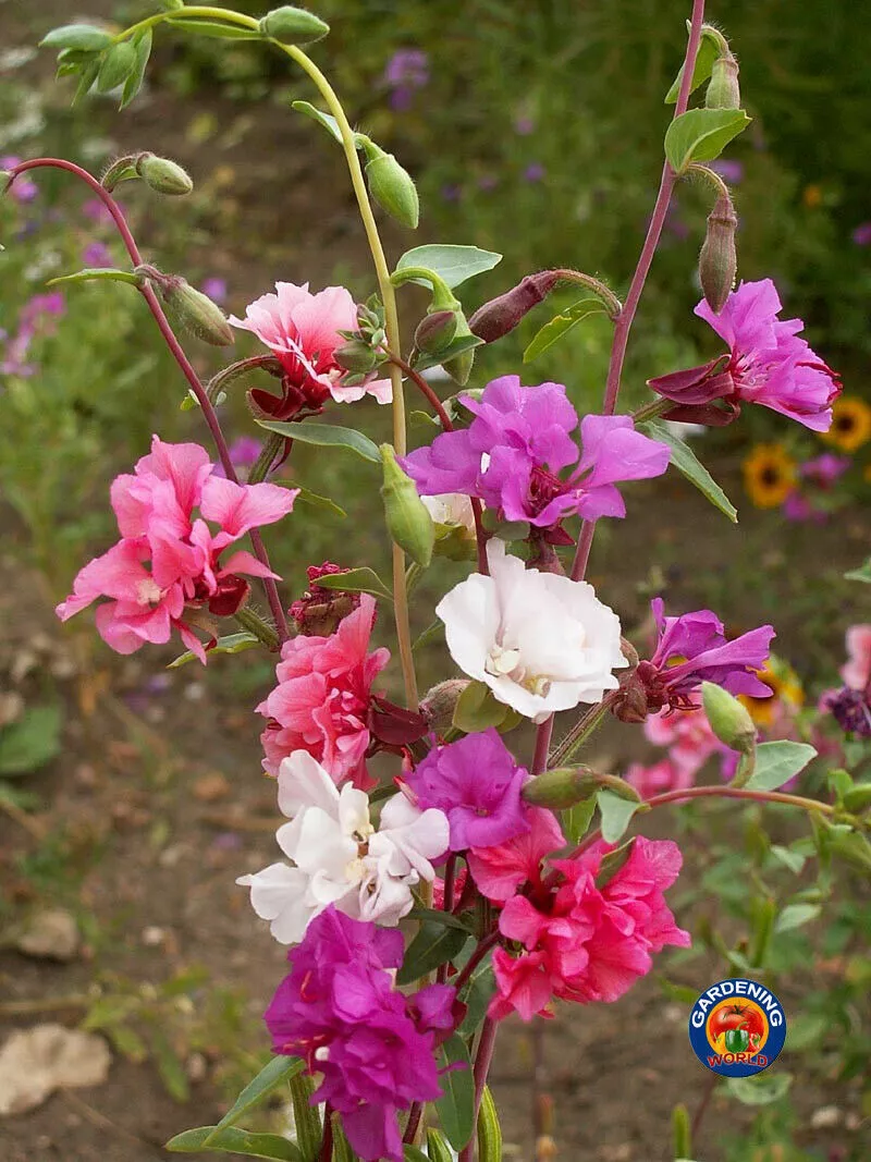 Clarkia Flower Seeds Unguiculata Garland Mountain Mix 2000 Seeds Fresh Seeds - £10.86 GBP