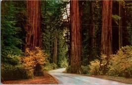 Autumn Colors in the Redwood Forest California Postcard - £4.04 GBP