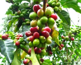 Coffea Arabica (Arabian Coffee Tree) 5 seeds - £1.10 GBP