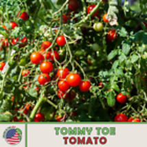 Tommy Toe Tomato Seeds, Heirloom, Non-GMO, Genuine USA 10  Seeds - £9.00 GBP