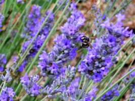 150 Portuguese Spike Lavender Lavandula Latifolia Blue Purple Flower Herb Seeds  - $11.00