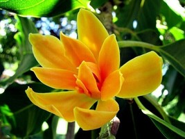 LS 20 Yellow Butterfly Magnolia Seeds Yulan Magnolia Seed Tree Tulip Lily Flower - £4.50 GBP