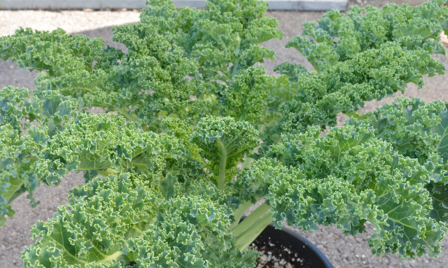 KALE VATES BLUE CURLED 100- 1000 Seeds (Dwarf Blue Scotch) Healthy Green... - $1.64+