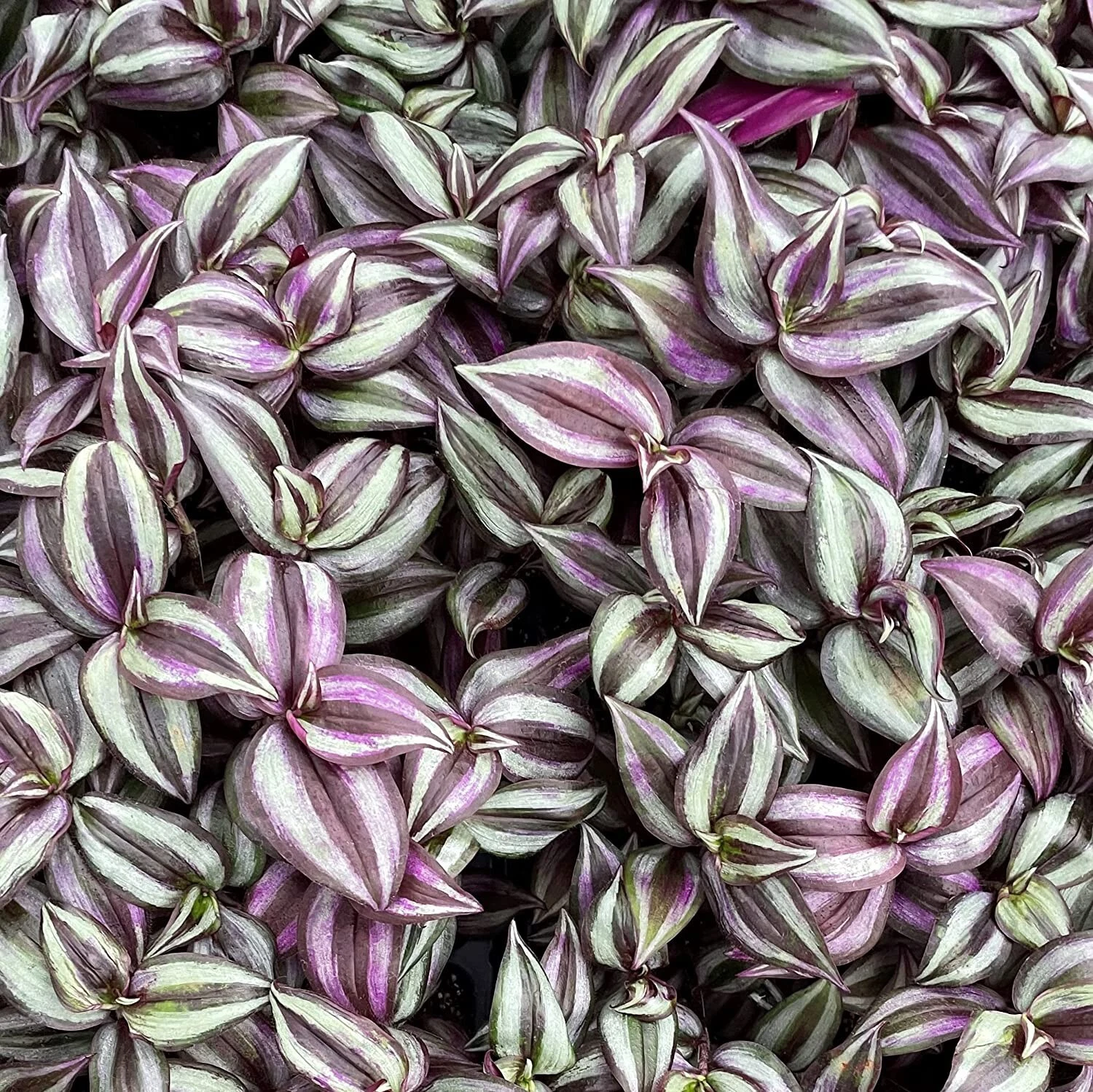 10 Wandering Jew Tradescantia Zebrina Plant Cuttings Purple plant - $20.65
