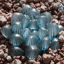 Fresh New 10 pcs Haworthia obtusa Crystal Light Blue Transparent Succulent Plant - £25.33 GBP