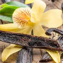 10 seeds Vanilla Bean Orchid Vanilla planifolia - £7.27 GBP