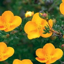 US Seller Potentilla Fruticosa Tangerine Shrubby Cinquefoil Starter Plan... - £21.78 GBP