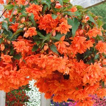 Begonia Tuberosa Illumination Orange Flower Seeds - £14.58 GBP