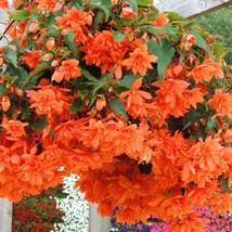 Begonia Tuberosa Illumination Orange Flower Seeds - $18.29