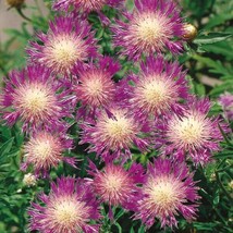 VP 50 Centaurea Bachelor&#39;S Button Seeds Annual Seed Flower Flowers Garden 591 Us - $7.49