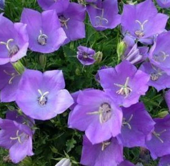 TUSSOCK BELLFLOWER 200 FRESH SEEDS  CAMPANULA CARPATICA - $6.31