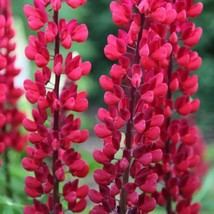 25 The Page Lupine Seeds Flower Perennial Flowers Hardy Seed 1037 US SELLER - $9.00