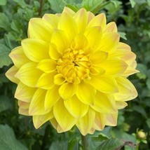 25 American Sun Dahlia Seeds Flower Perennial Flowers Seeds Flowering 1094 - $7.99