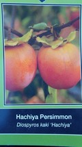 4&#39;-6&#39; Hachiya Persimmon Fruit Tree Plant Healthy Trees Grow Persimmons Plants - £77.68 GBP
