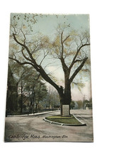 Washington Elm Color Postcard Cambridge MA Massachusetts Unposted Undivided Back - £3.95 GBP