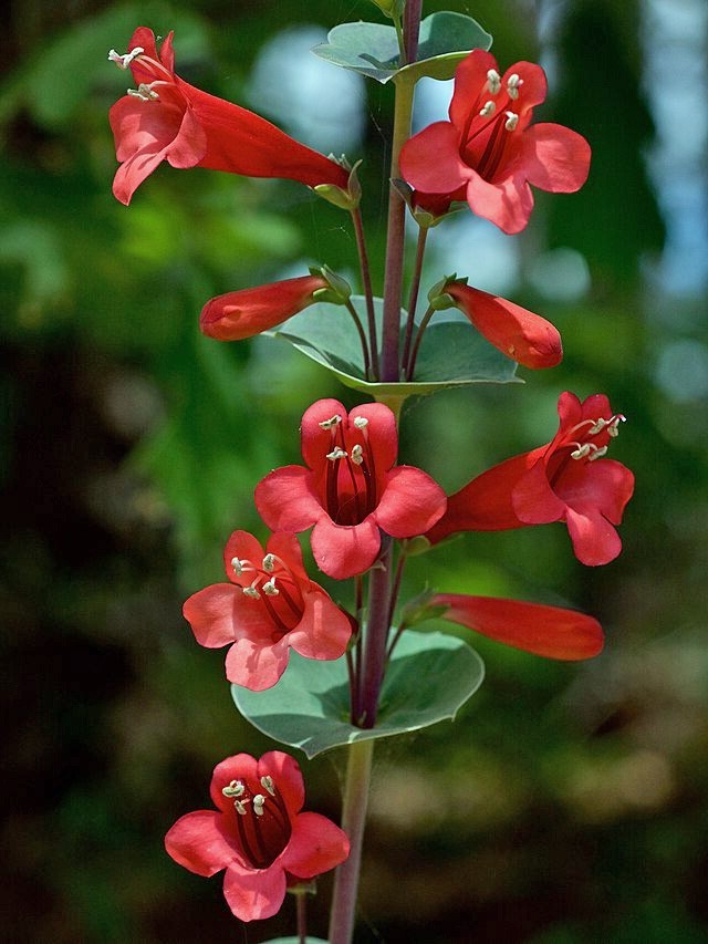 Penstemon Murrayanus Scarlet Beardtongue 10 Seeds New Fresh US Shipping - $31.58