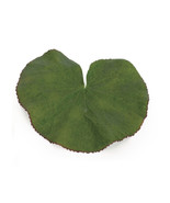 Assorted Bag of Leaves Filler (Set of 12) - €44,86 EUR
