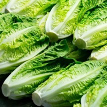 1000 Romaine Lettuce Seeds Parris Island Cos Romaine Lettuce Lactuca Sativa Gard - £6.16 GBP