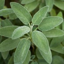 Seeds 50 Italian Sage Salvia Officinalis Herb Nongmo Aroma Perennial - £7.73 GBP