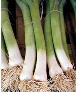 SEEDS-Leek- Good for Northern Gardens- Leeks a Flavourful Space Saver On... - $5.06 CAD+