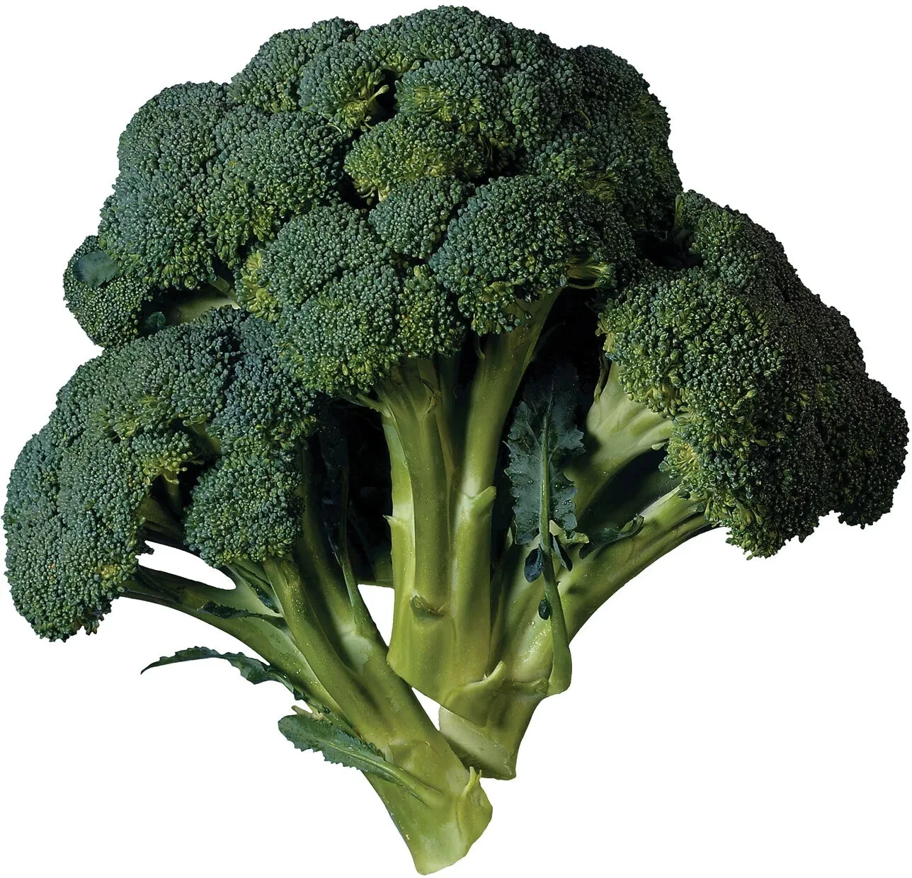 BROCCOLI 15 VEGETABLE SEEDS  - €1,59 EUR