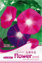 20 seeds / pack Mix Morning Glory Ipomoea Nil Climbing Vines  - £5.50 GBP