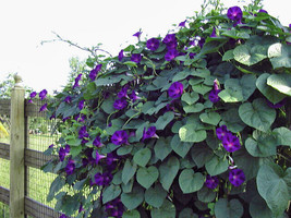 30 Morning Glory Grandpa Ott Seeds Fresh Harvest For 2024 GardensFrom US  - $8.35