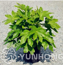 Ornamental Plant Fatsia Japonica Seed 10Pcs Family Araliaceae Japanese Aralia Sh - $10.78