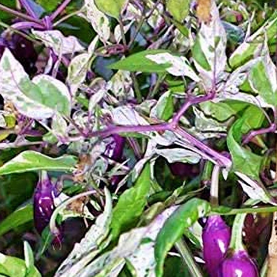 Purple Tiger Hot Pepper Vegetable Seeds Fresh Gardening - $15.02