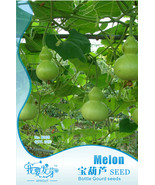SL 10 Original Packs, 10 Seeds / Pack, SL Corade Gourd Seeds Edible Hulu Vegetab - $13.82