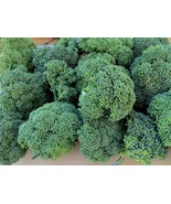 LKS Green Sprouting Calabrese Broccoli Seeds 100 Organic Home Garden - €10,55 EUR