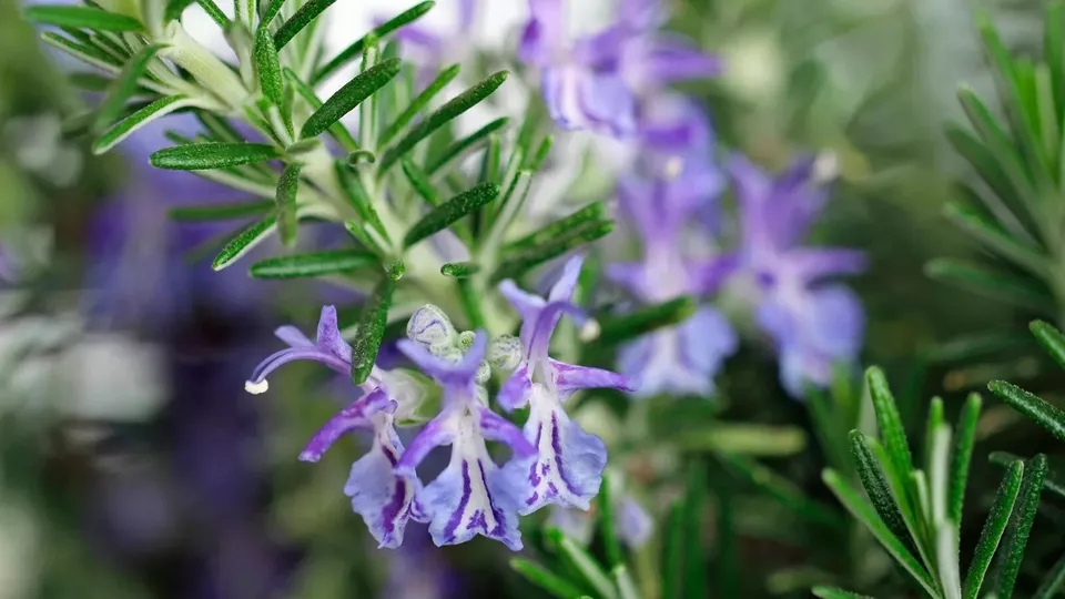 TKBONStore Rosemary Non Gmo Heirloom Variety Sizes Anthos 50 Rare Seeds - £7.05 GBP