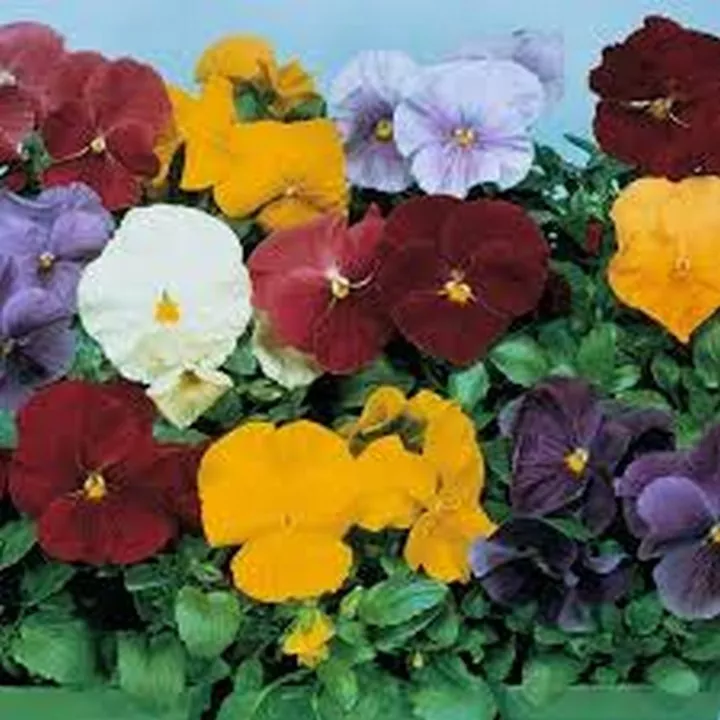 50 Seeds Pansy Clear Crystal Mix Seller USA - $9.85