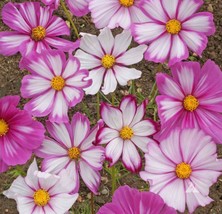 HSeeds Cosmos Candystripe Seeds 100 Ct Flower Usa Seller  Butterflies - $2.76