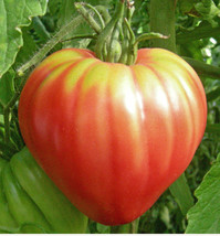30 seeds Tomato RED BULL OXHEART Indeterminate Heirloom Slicing Tomato NonGMO - £9.79 GBP