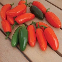 Hot Pepper Jalapeño Orange Spice, 15 Seeds R - £12.85 GBP