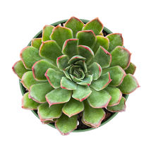 Live Plant Rosette Echeveria Love Letter Fully Rooted in 4&#39;&#39; Planter - £22.28 GBP