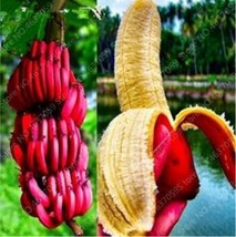 US Seller 100Pcs Dwarf Banana Seeds Dark Red Skin New Fresh Seeds - £10.69 GBP