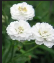 PEARL YARROW White Double  Herb Flower 150 Seeds - $10.99